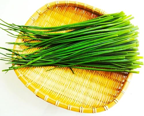 Miniatura 4 de Cebollino Allium schoenoprasum ajo silvestre 100+ semillas