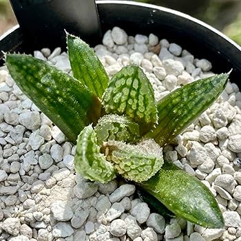 ハオルチア 闇の森 Yahoo!オークション - ハオルチア 闇の森