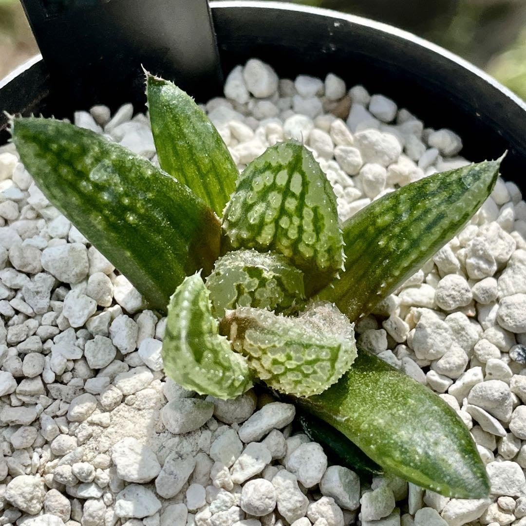 ハオルチア　闇の森　葉挿し繁殖苗② メルカリ便 ハオルチア 闇の森 葉挿し繁殖苗① - メルカリ
