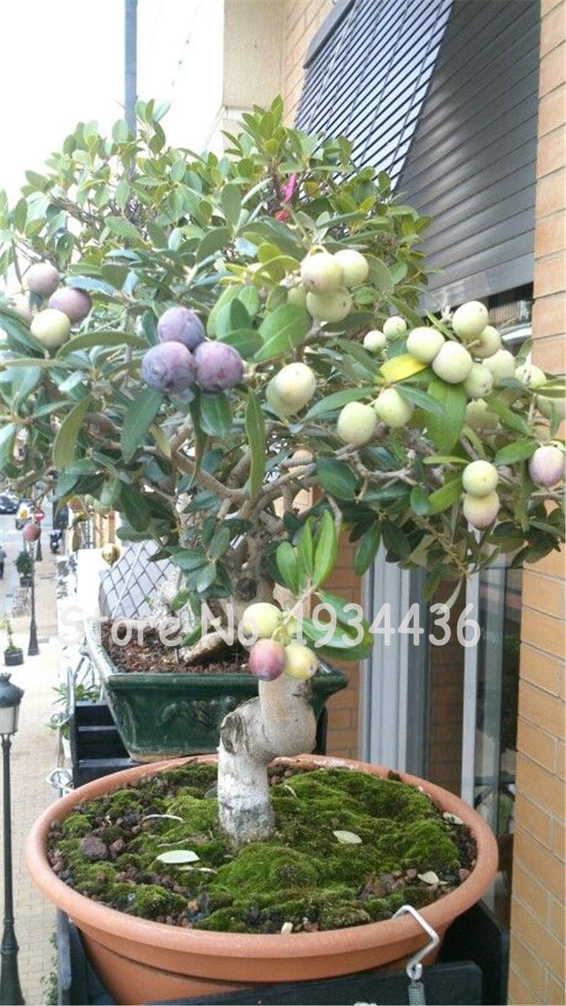 Olive Bonsaï Olea Europaea Mini Arbre Plantes Maison Bricolage Exotique Pots de Fleurs 3 Pièces