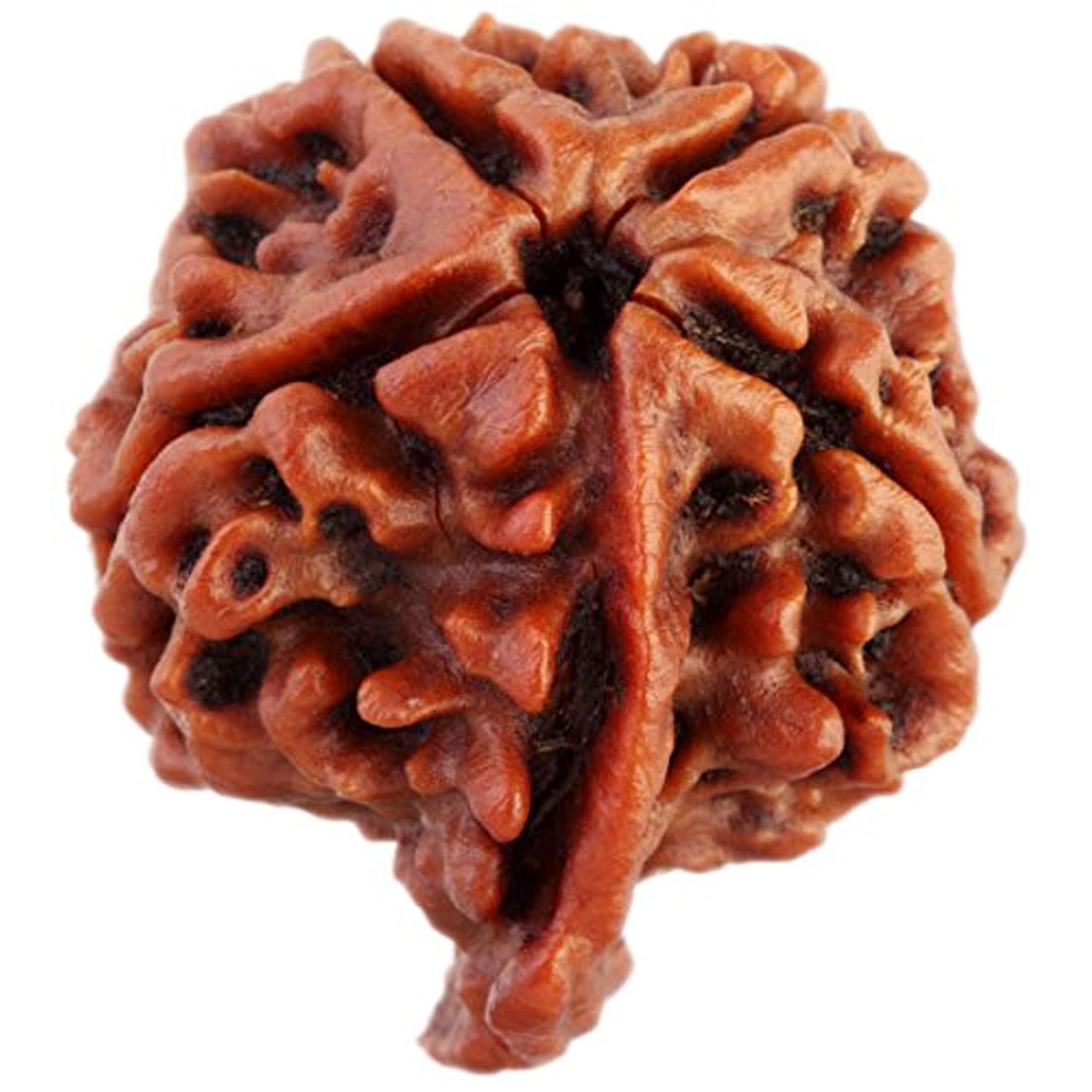 Vado® Rudraksha Beads Real Lab Certified 1 to 21 Mukhi with Certificate