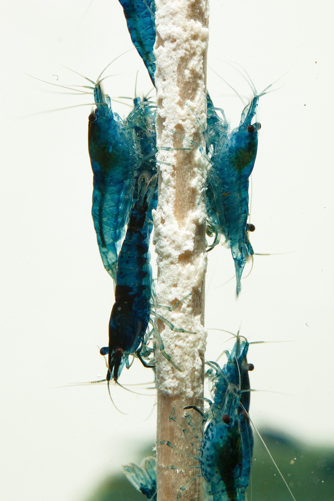 Mucoplants Kids Dr. Theiss 6 Pezzi - Lecca-lecca Per Gola Con Estratti Naturali Per Bambini - Foto 7