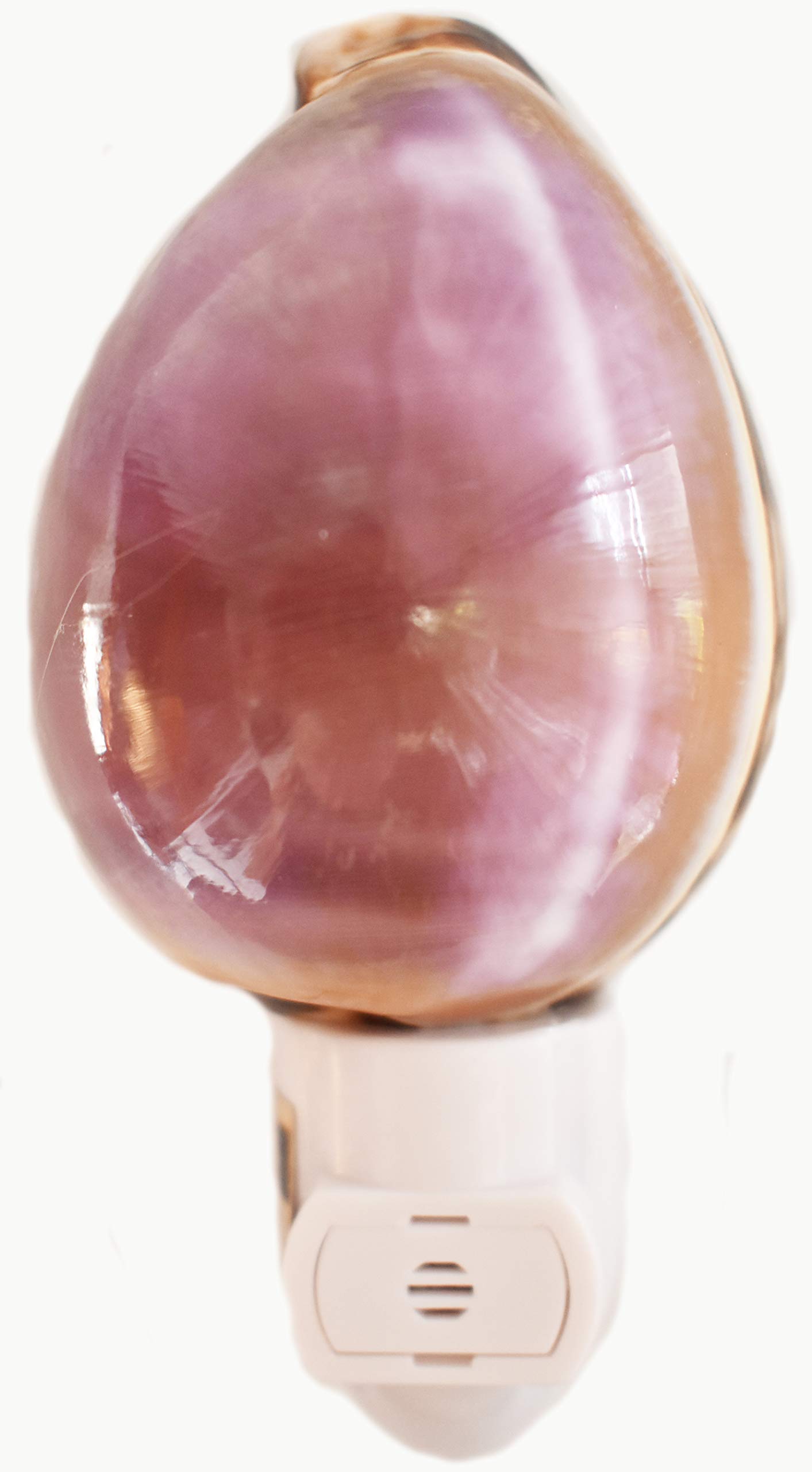 Seashell Night Light Purple Top Tiger Cowrie Beach Decor w. Automatic Sensor