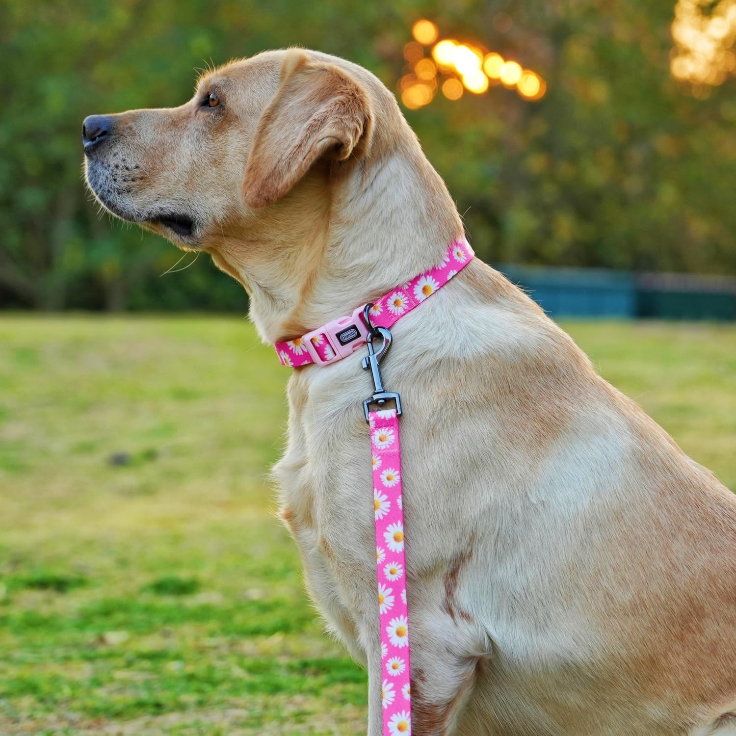 Dog Collar and Leash Set, Cute Pink Daisy Pattern, Polyester Material, 5ft Leash, for Small Dogs.(S, Daisy Set)