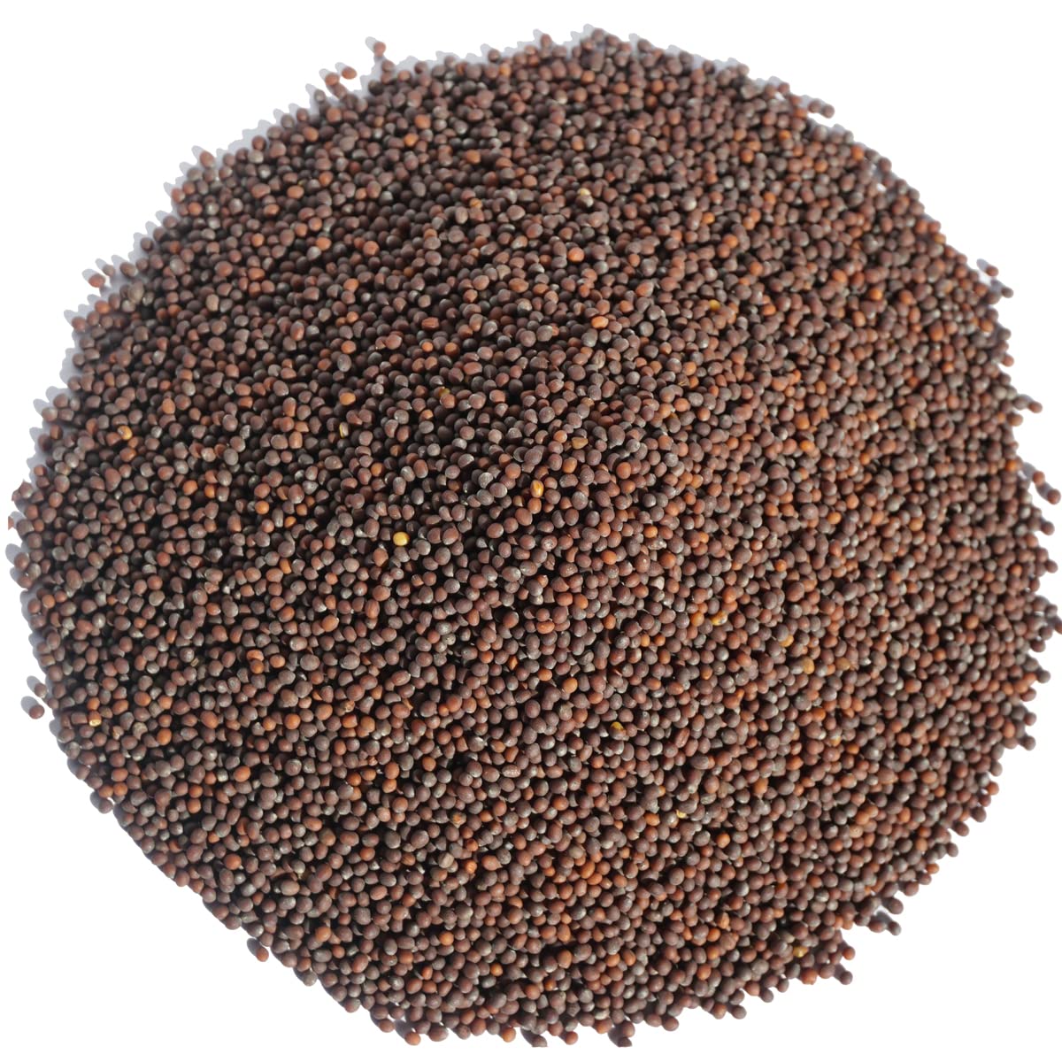 Brown mustard seed Rye prototype 1kg spices herbs business