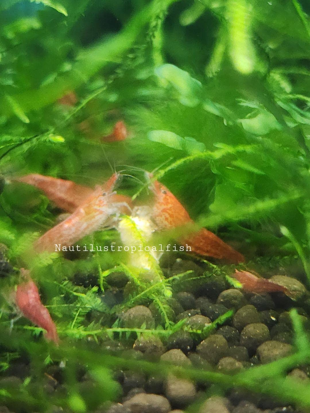 10 Cherry Shrimp high grade