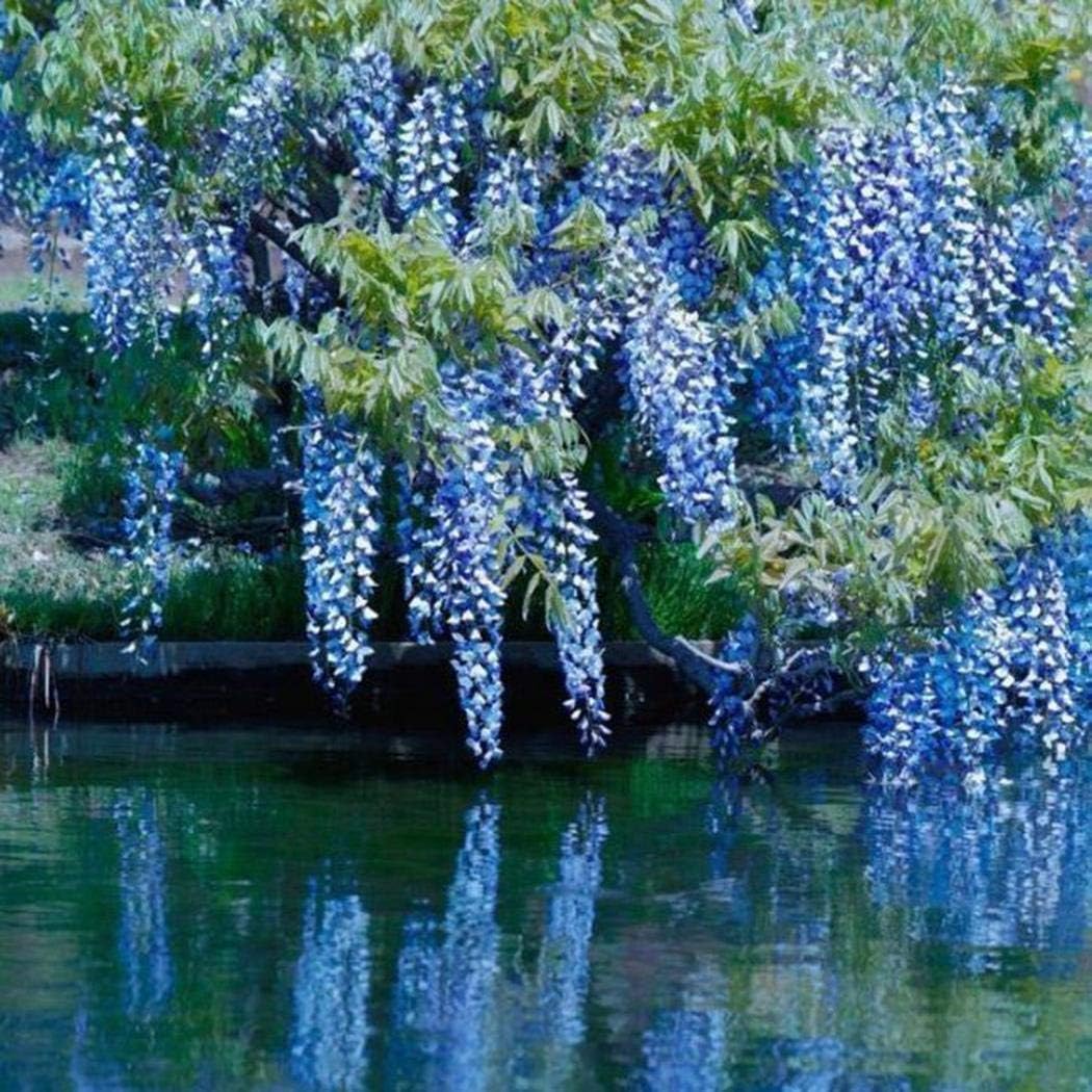 Edenblumen 10 Stück Wisteria Seeds sinensis Kletterpflanzen winterhart