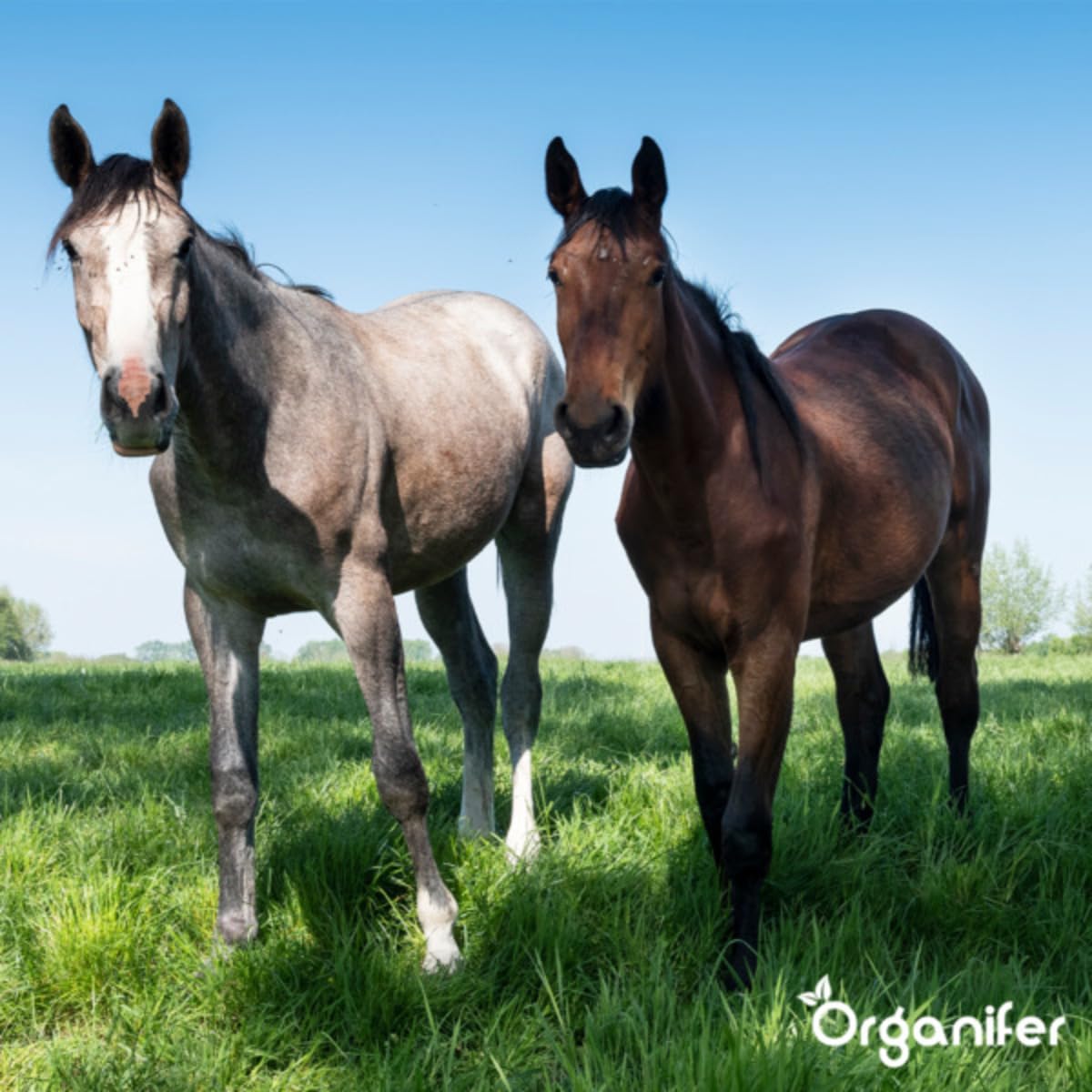Semillas De Pasto De Pradera - Crecimiento De Pasto - 15kg | Para Caballos Y Ganado Menor - Semillas De Pasto - Restauración De Pastizales - Plantación De Pasto - Organifer