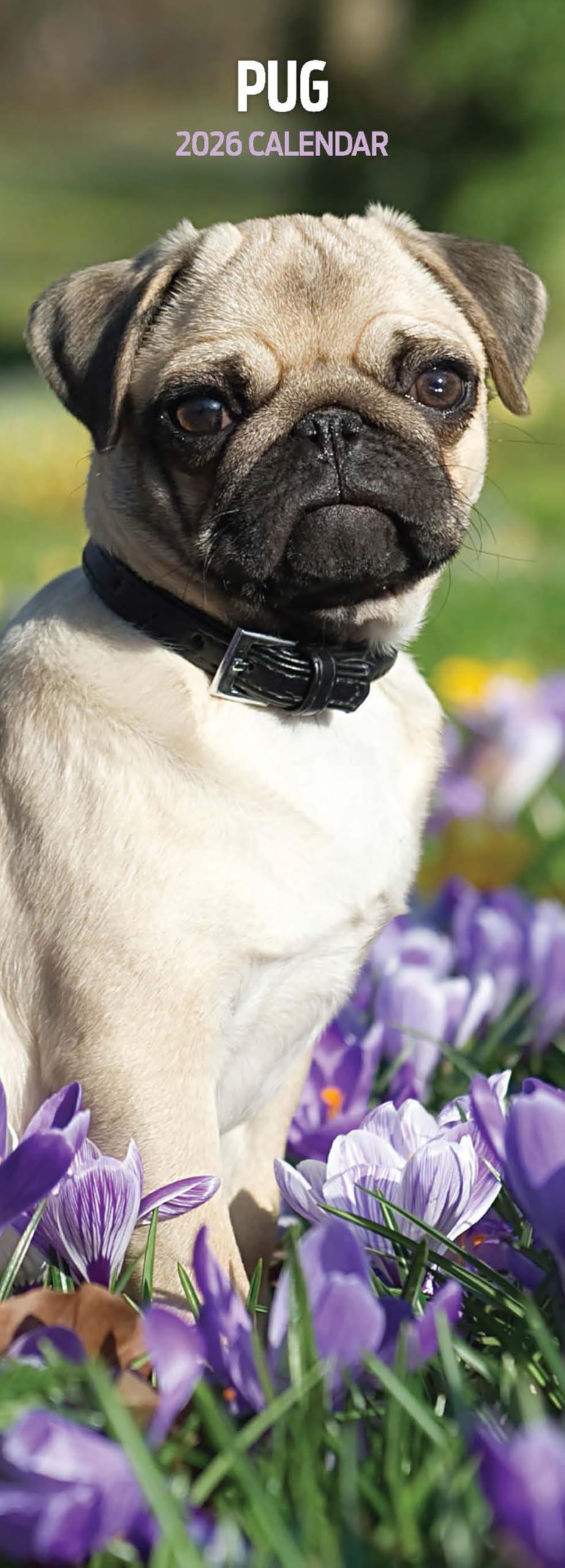 Pug 2026 Slim Calendar