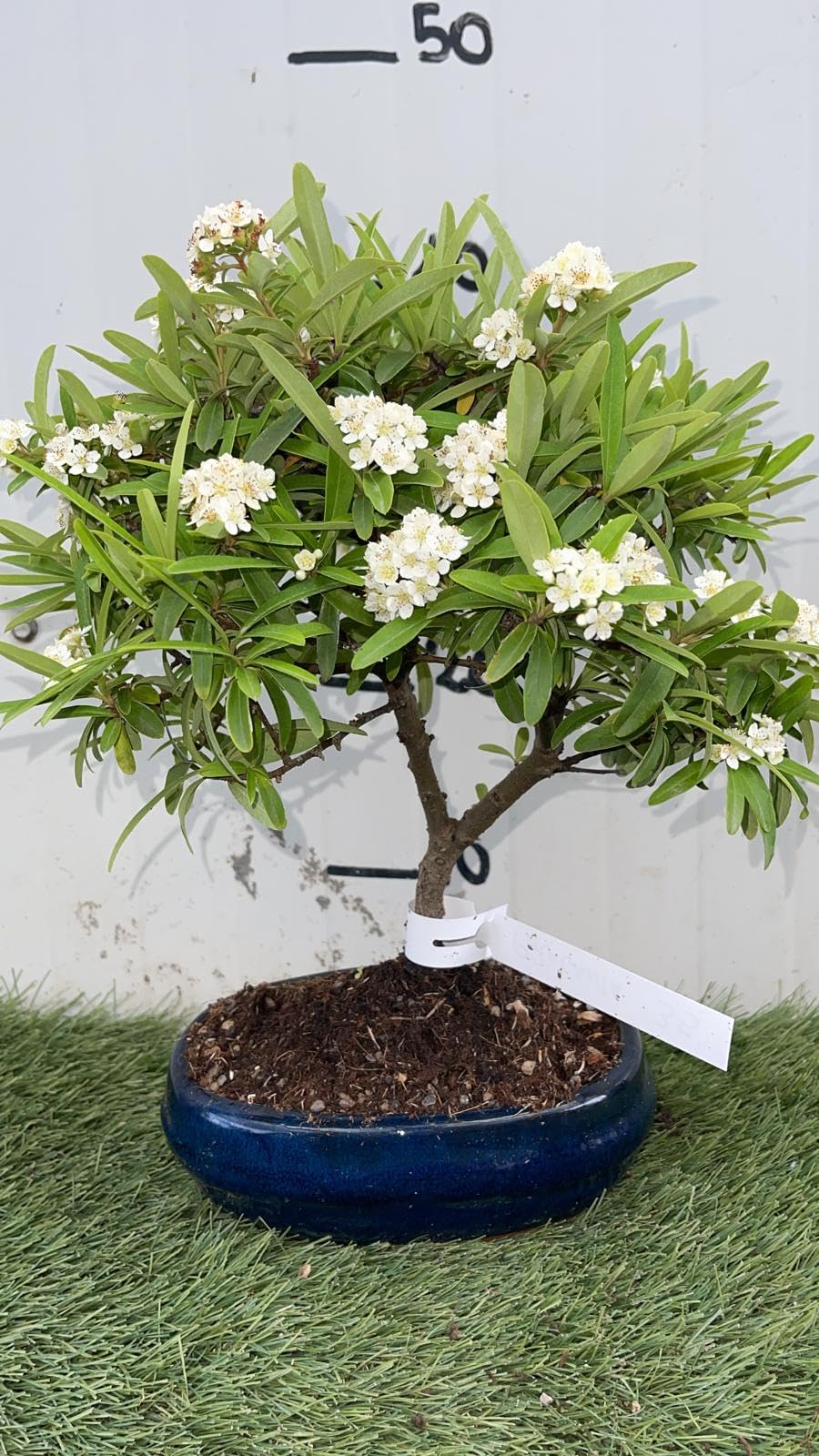 Bonsai Piracanta Vaso 20 cm