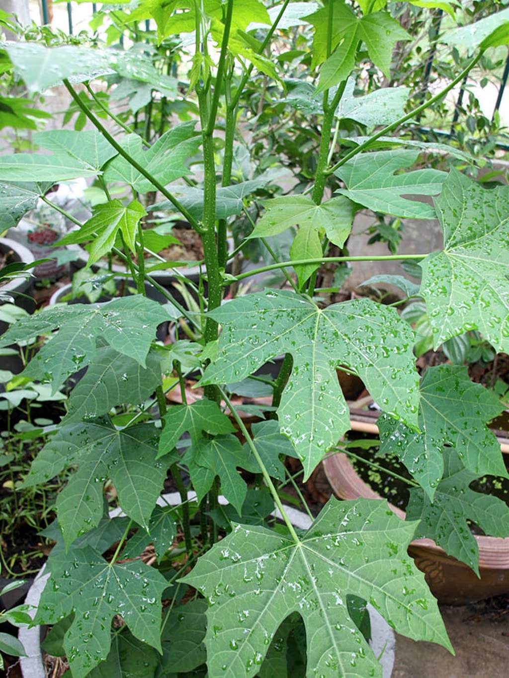 Amazon.com : OhhSome Plants For Kitchen Gardening Chaya MansaMayan Tree  SpinachMexican Spinach Suitable Flowerbeds Ground Covers Garden Hedges  Container (Healthy Live Plant) : Patio, Lawn & Garden