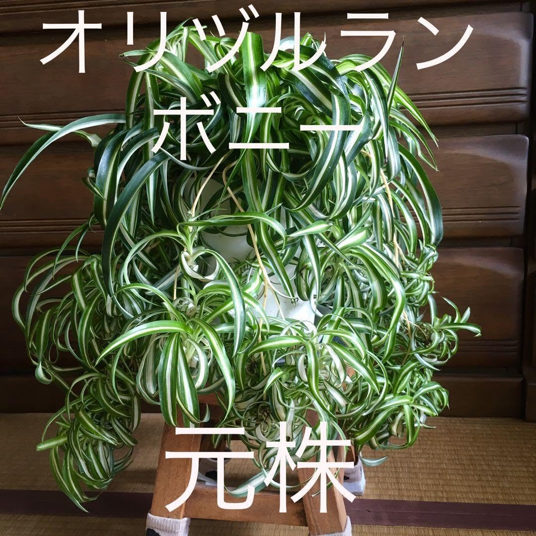 Amazon | オリヅルラン ボニー ランナーカット売り 4 | 毛糸 通販