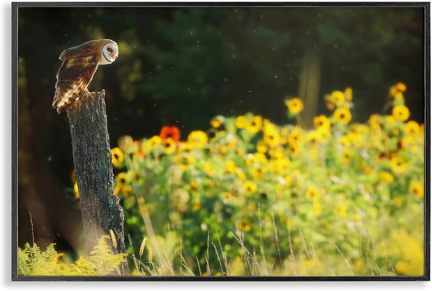 Stupell Industries Owl Perched in Meadow Framed Giclee Art Design by Carrie Ann Grippo-Pike
