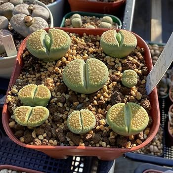 Amazon.co.jp: 種子30粒 C111A リトープス グリーンソープ