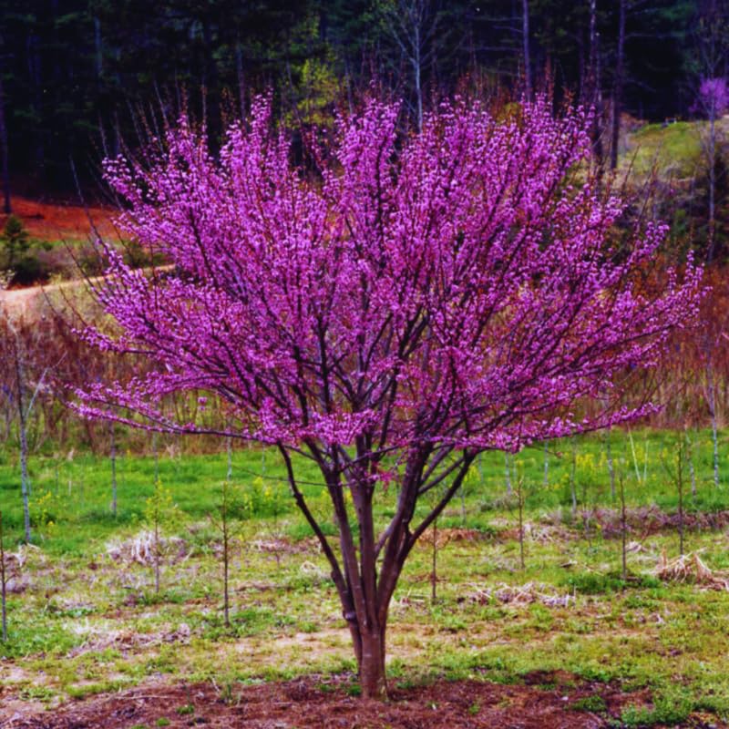 Seedling Eastern Redbud Trees Plant Live, 6 to 12 Inc Tall in Quart, Red Bud Trees Live Plants Seedlings for Planting Outdoor