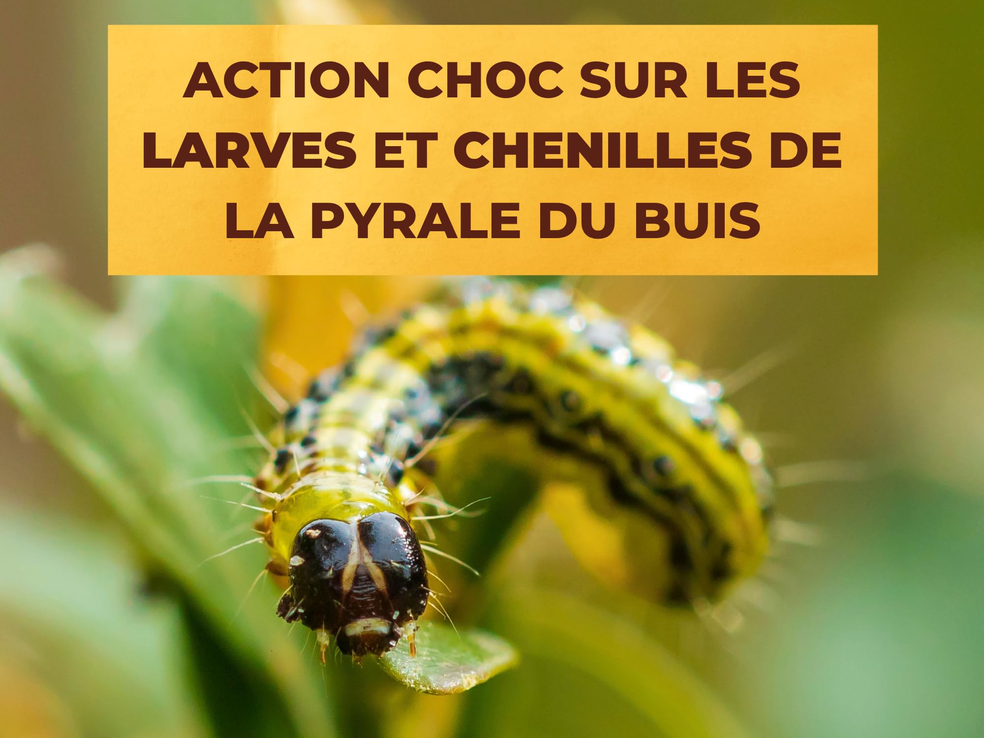 SOLABIOL 2 Traitements Pyrale du Buis Au Bacillus Thuringiensis (BTK) - Action Choc sur Larves et Chenilles - 12 Sachets Hydrosolubles - 30g - Utilisable en Agriculture Biologique SOPYRAL15X2