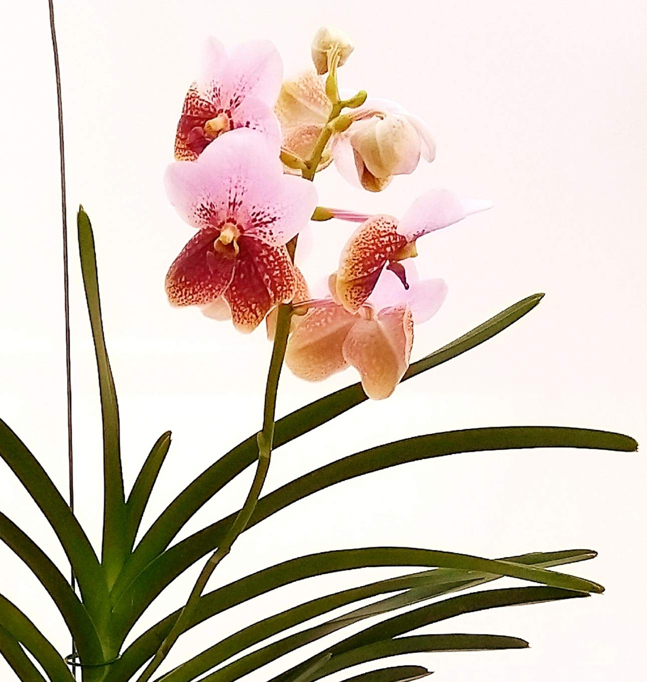 POWERS TO FLOWERS - ORCHIDEA WANDA ROSA BICOLORE, pianta vera