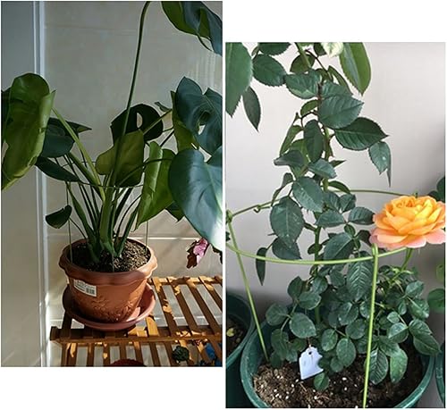 Miniatura 3 de Hanobo Paquete de 5 anillos de soporte para plantas de jardín para plantas en maceta, 6 pulgadas de ancho x 11 pulgadas de alto, 3 patas