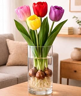 4 Pre-Chilled Mixed Color Tulip Bulbs for Forcing Indoors - Easy to Grow - Grow in Water or Dirt Indoors or Plant Outdoors - Prechilled Indoor Bulbs (4 Bulbs)