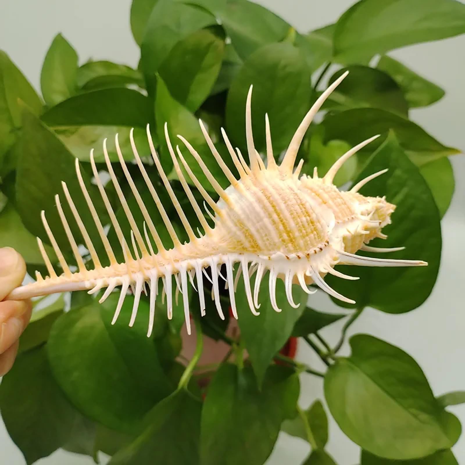 Conchiglie per artigianato, 1 pezzo, 12 cm, Murex Pecten, conchiglie di Venere, pettine Murex, lumaca, conchiglia, ornamento per acquario, decorazione per la casa, artigianato, arredamento, oceano,