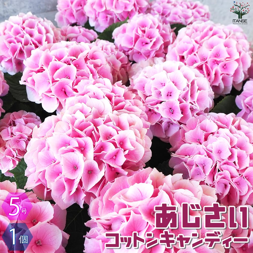 Amazon.co.jp: Hydrangea Cotton Candy Pink No. 5 Pot, Sold as 1