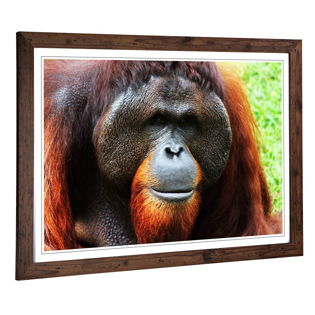 Big Box Art Framed Print of Orangutan Monkey Design | Wall Art Picture | Home Decor for Kitchen, Living, Dining Room, Lounge, Bedroom, Hallway, Office, Walnut, A2 / 24.5x18 Inch / 62x45cm