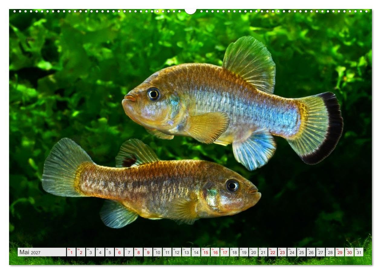 CALVENDO - Outdoor-Aquaristik (Wandkalender 2027 DIN A2 quer), Monatskalender: Freiland-Fische für Terrasse, Balkon und Garten