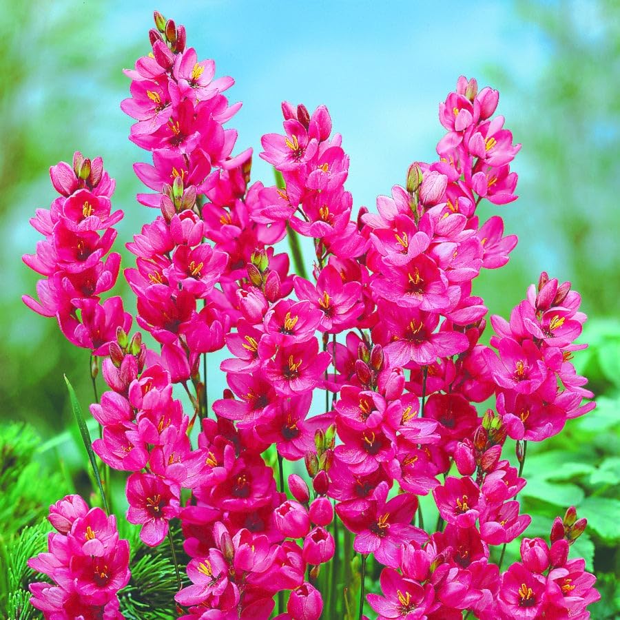 Ixia Flower Bulbs For Winter Season Rose Emperor 3pcs Pink-image-24