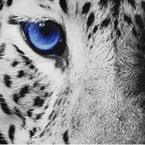 Miniatura 2 de Holiyjog Juego de funda de edredón tamaño Queen con estampado de animales y rojo, azul, flores, funda de edredón y fundas de almohada, fondo negro,