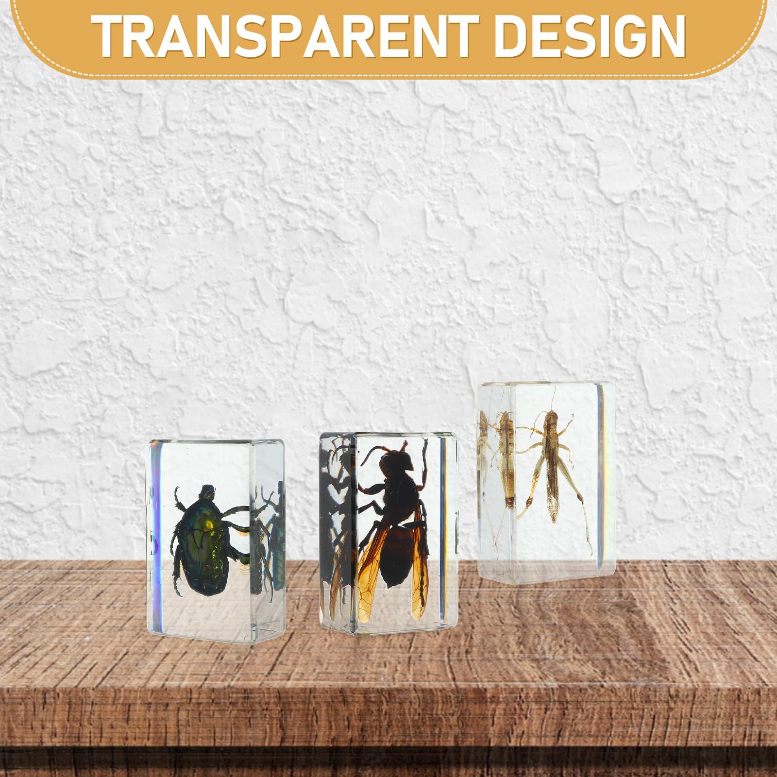 PRETYZOOM Set di 6 Esemplari di Insetti in Resina Vista Chiara della Struttura Interna, Collezione di Insetti Affidabile per Esposizione e Regalo in Diversi Stili