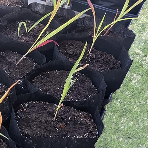 Miniatura 6 de gardtree Bolsas de cultivo de plantas de 5.5 x 6.3 pulgadas, 400 unidades, bolsas de cultivo biodegradables no tejidas para plantas de semillero,