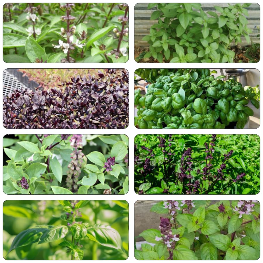 semillas de albahaca - semillas de hortalizas hortalizas planta albahaca plantas jardín hierbas silvestres plantas perennes resistentes planta maceta jardín -Serie Raras- en macetas en 500pcs