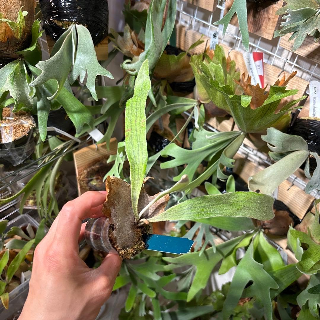 Amazon｜veitchii 陽炎 spore カゲロウ｜観葉植物 オンライン通販