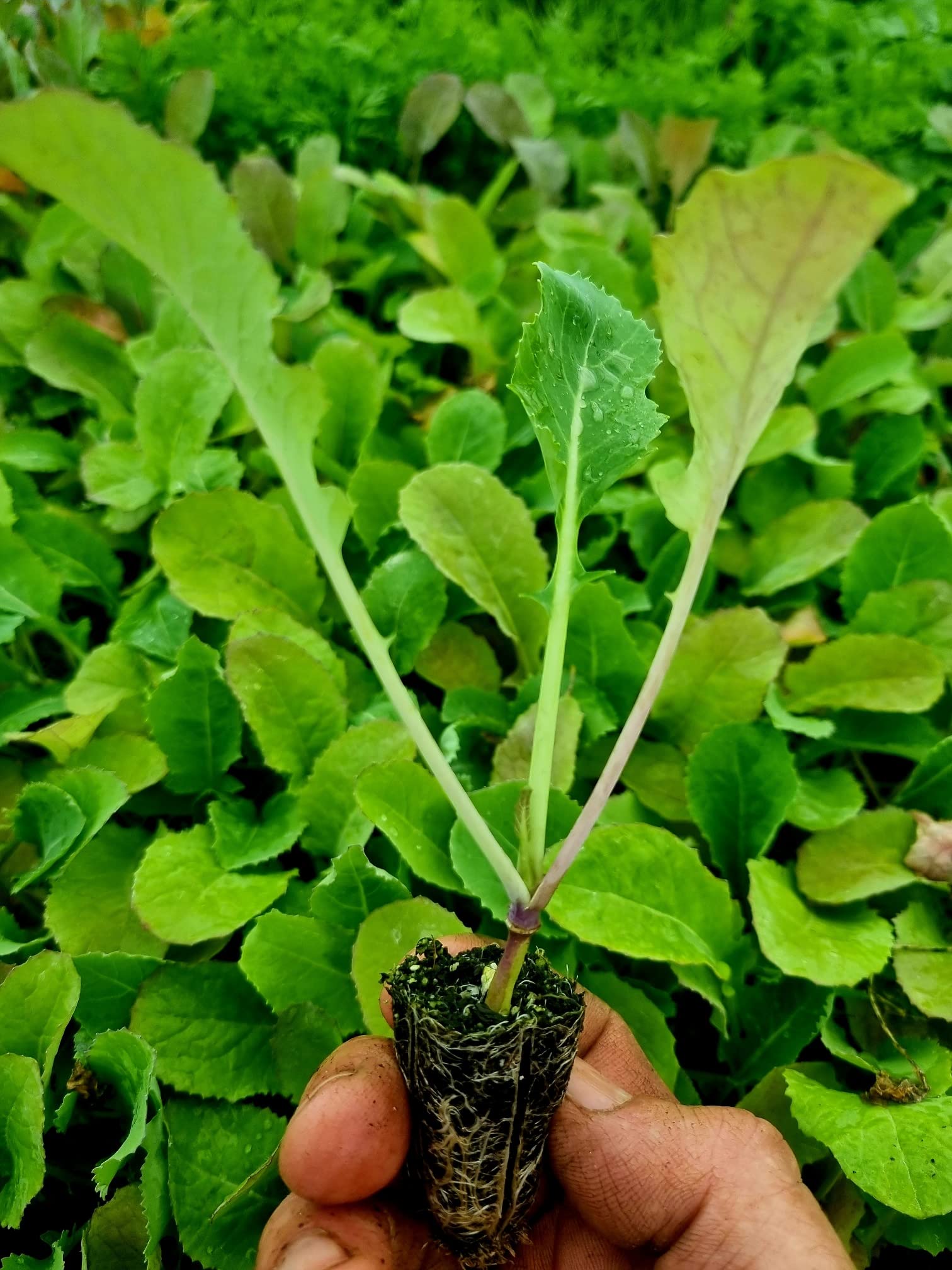 Swede Plug Plants - Grow Your Own from Our Premium Quality Plants (50)
