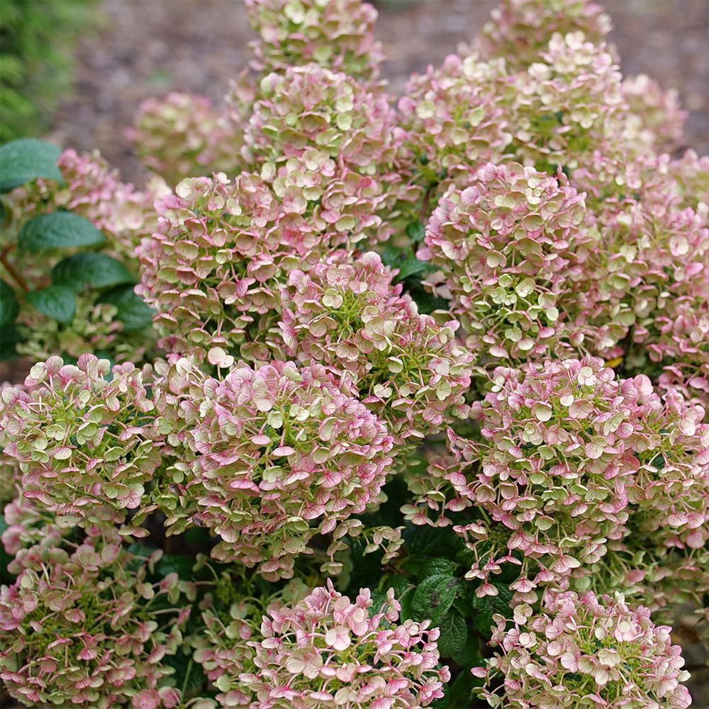 Proven Winners 2 Gal. Tiny Quick Fire Hydrangea Shrub