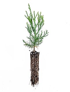 National Sequoias-Giant Sequoia-Small Tree Sapling Without Tube