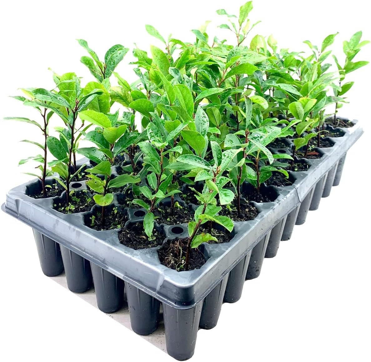 Dwarf English Cherry Laurel | 3 Live Plants | Prunus Laurocerasus Compacta | Fast Growing Hardy Evergreen Privacy Shrub