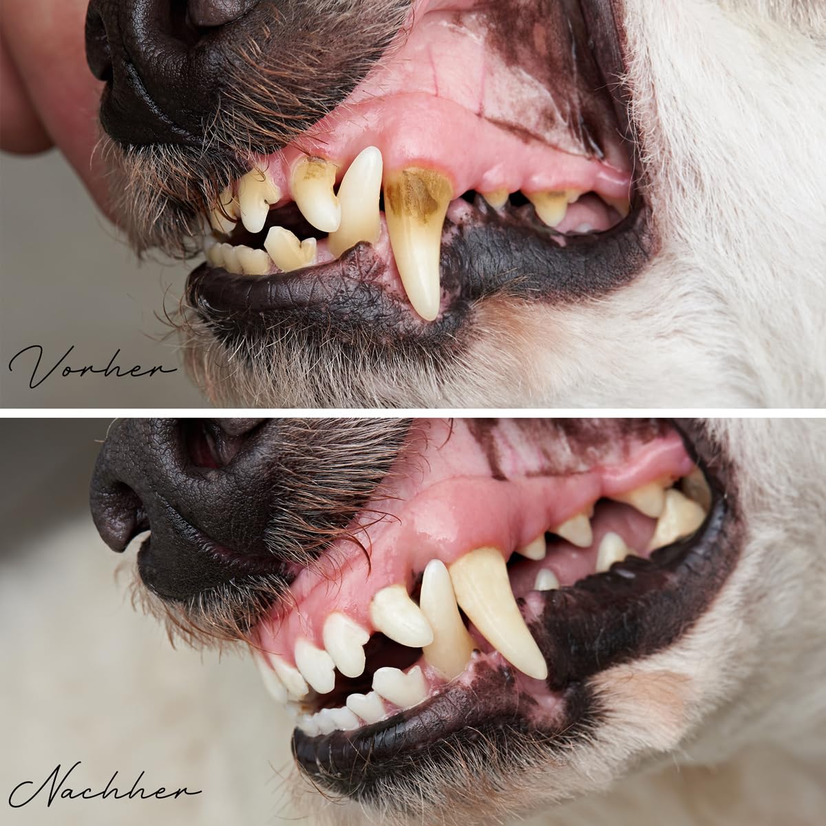 ReaVET Denta Vital Zahnpflege Pulver Hund & Katzen 300g - Zahnsteinentferner, Mittel gegen Zahnstein Hund Katze I Gegen Mundgeruch bei Hunden, Zahnpflege Katzen