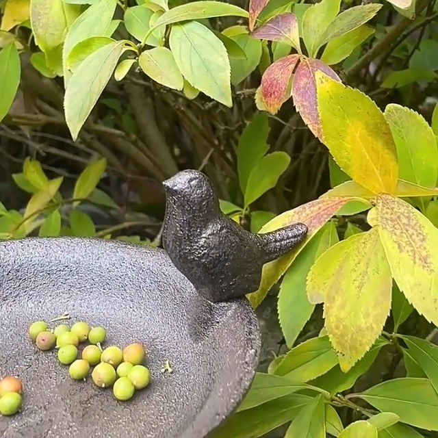 Amazon.co.jp: Wyhqgn 野鳥の餌台 バードバスフィーダー 鳥餌トレー