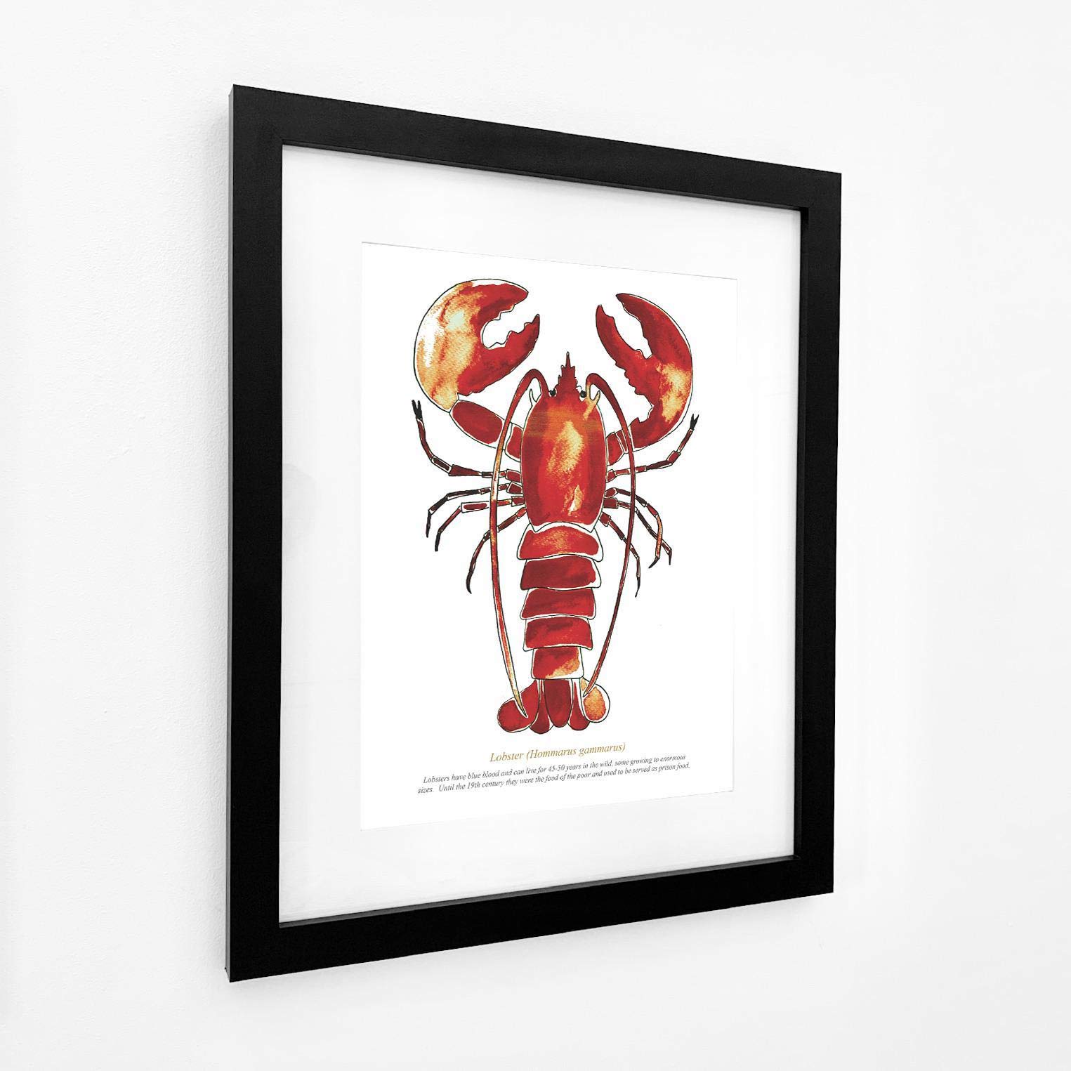 SeaKisses Padstow Red Lobster Large Framed Print (Black Frame)