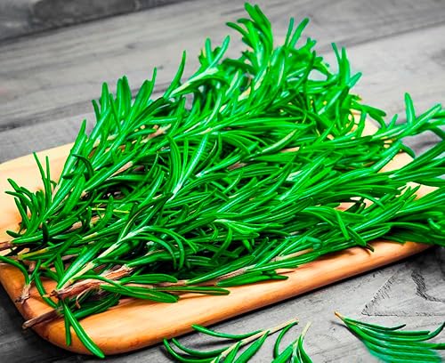 Semillas Romero - Hierba reliquia - Libre de OGM