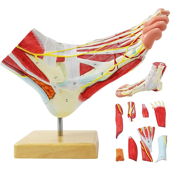 Buy Human foot anatomical model foot joint muscle neurovascular