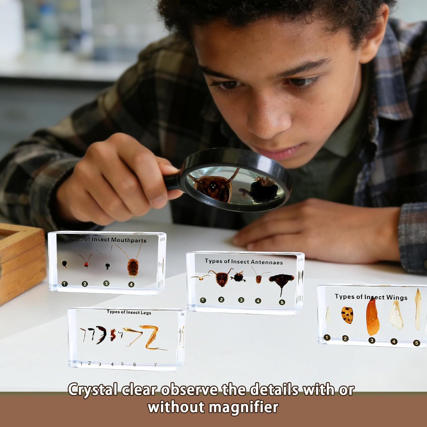 4pcs Insect Appendage Specimens in Resin-Taxidermy Insect Monthparts,Antennaes,Wings,Legs for Science Education,Collection,Décor,Gift