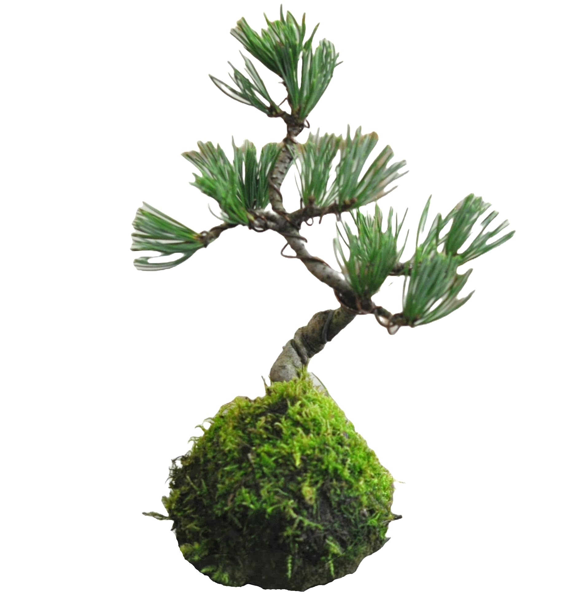 Amazon.co.jp: 盆栽妙 苔玉 五葉松の苔玉盆栽 ミニ盆栽 観葉植物