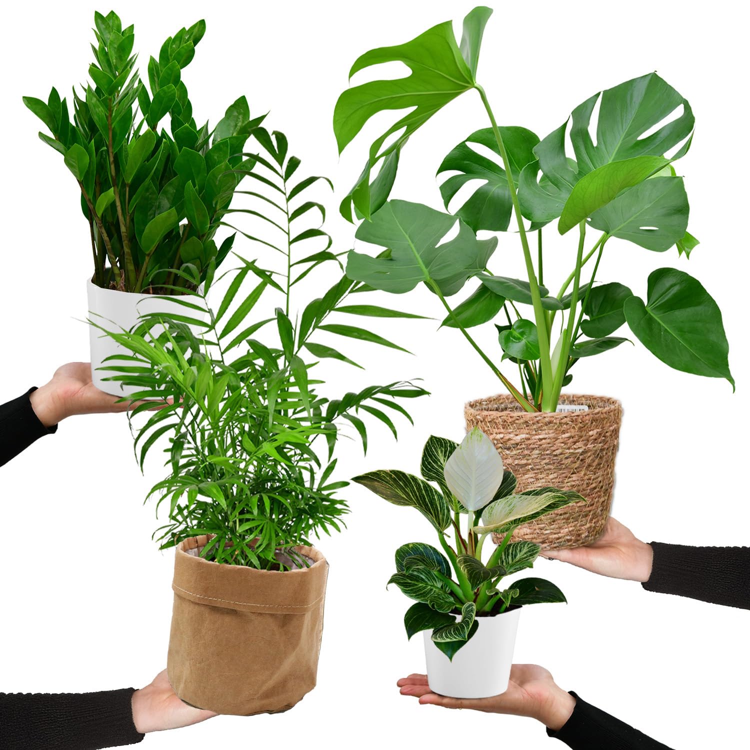 Green Me Up 4er Zimmerpflanzen Set mit bertpfen  Bergpalme, Monstera,  Philodendron Birkin, Glcksfeder  pflegeleicht, luftreinigend  Hhe 2070  cm, Tpfe 10,517 cm  frisch aus der Grtnerei : Amazon.de: Garten