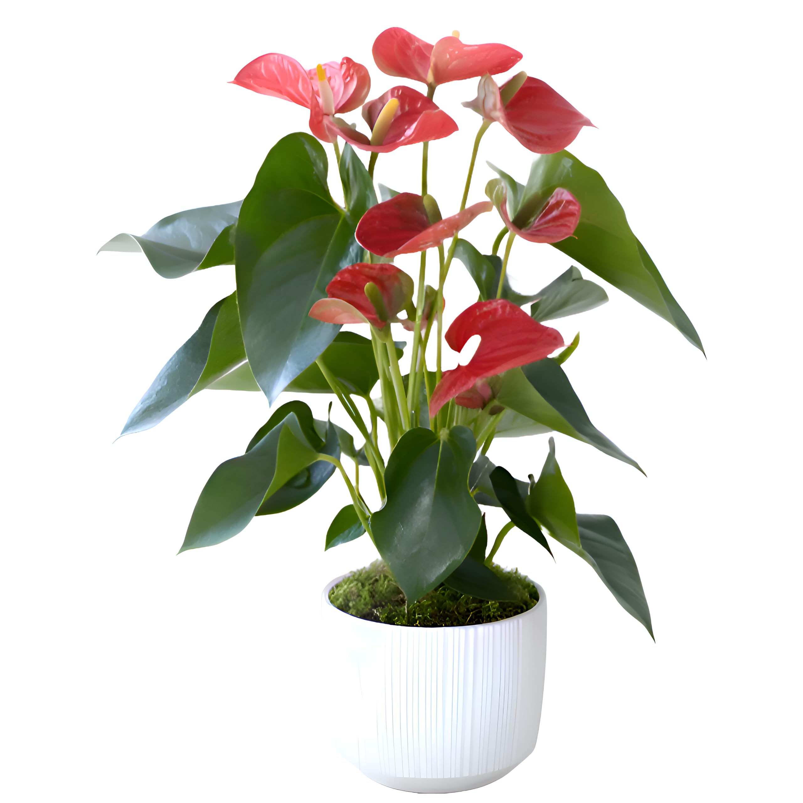SNKM Anthurium Red Flower Air Purifying Live Healthy Indoor Plant (Red Flower, Medium Size, Pack of 1) (B0D66HP3RJ) Amazon Price History, Amazon Price Tracker