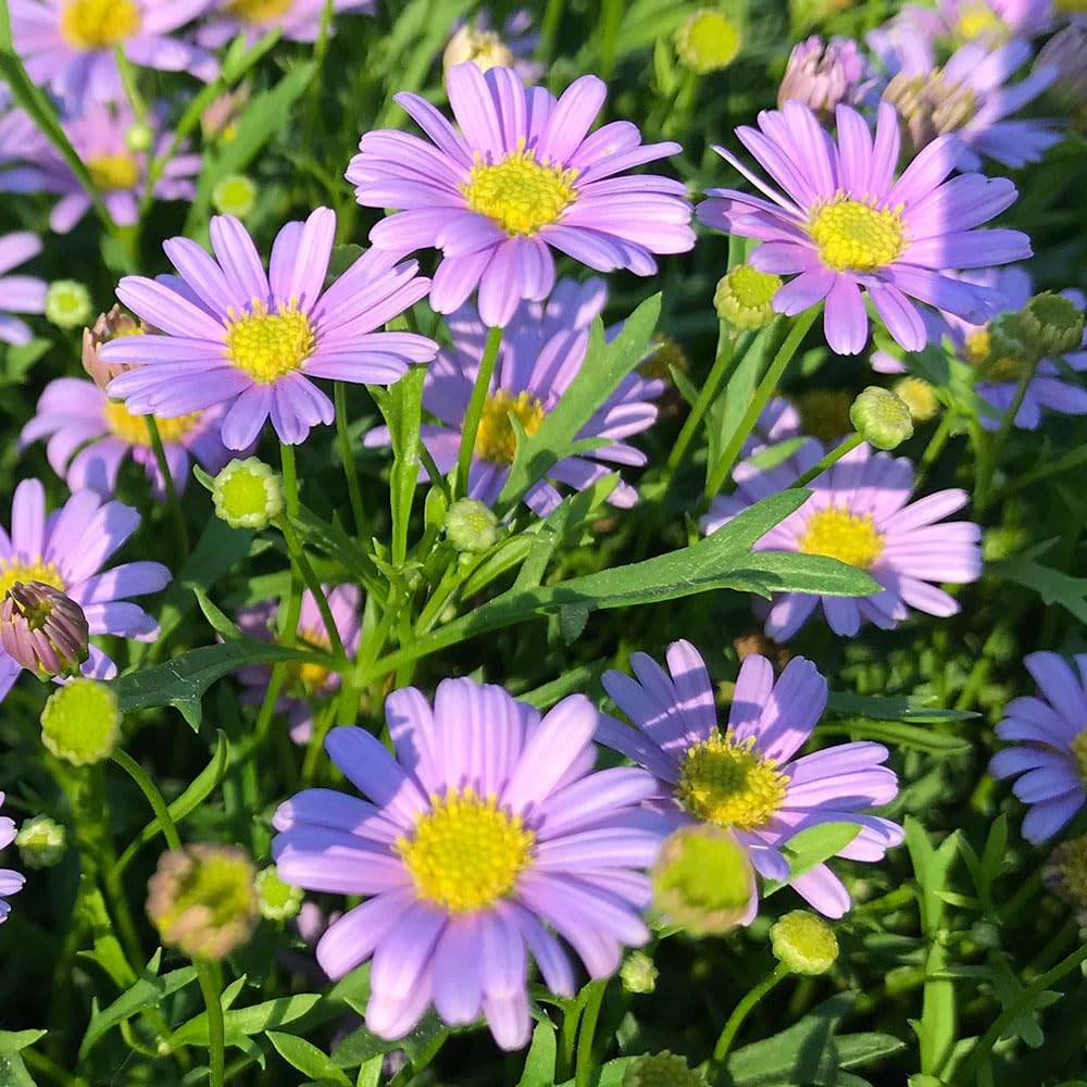 Swan River Daisy Little Missy Seeds – Prolific Flowers All Summer, Ideal for Containers – Half Hardy Annual – for Your Beautiful Garden