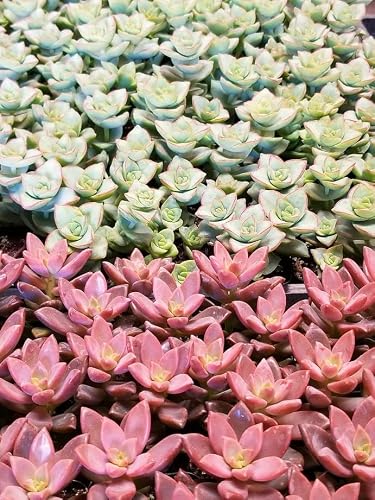 Fat Plants San Diego Premium Cacti and Succulent Potting Mix Soil - for Cactus Palm Tree Citrus Plant Grown in Gardening Containers - Indoors & Outdoors Use - with Natural Food/Fertilizer - Thumbnail 6