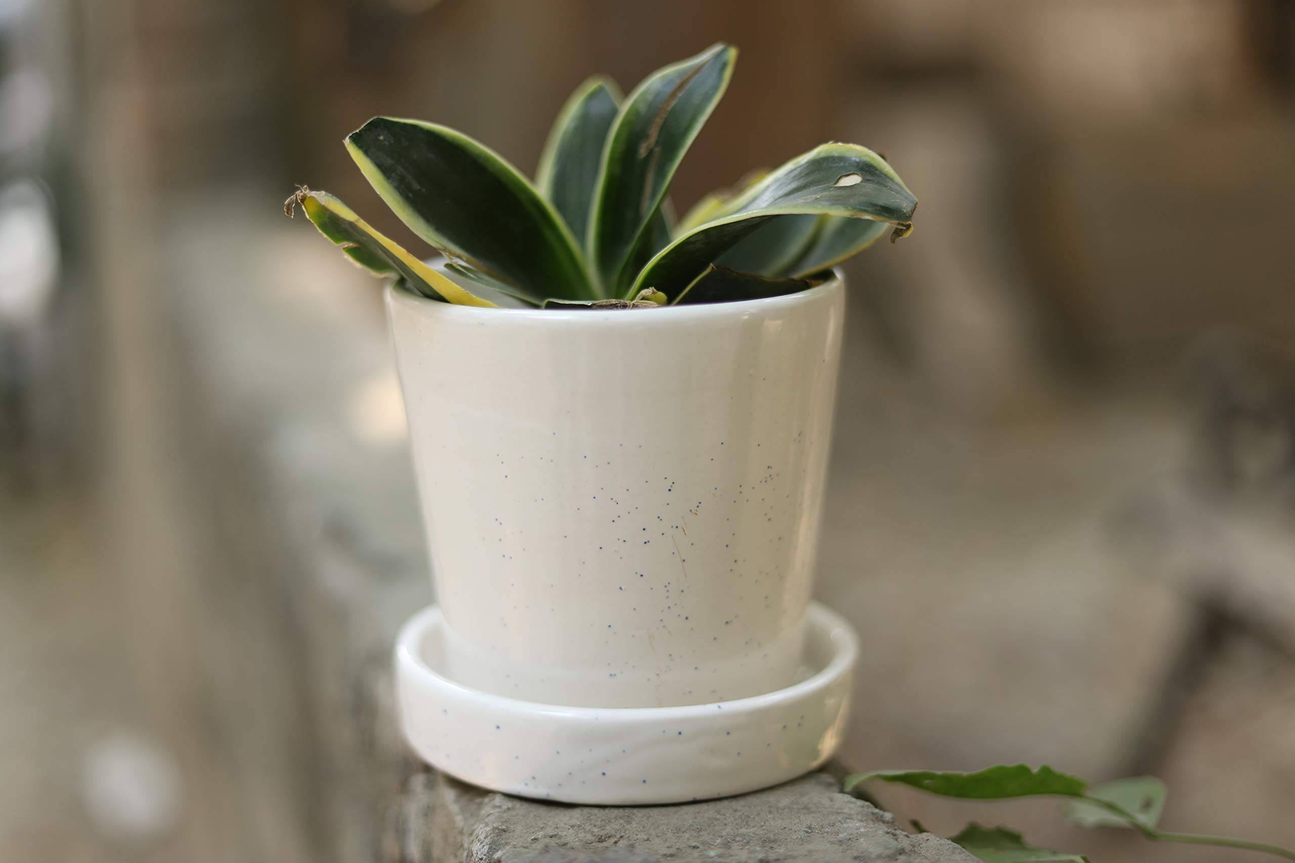 Lyallpur Stores Ceramic Planter Pot Cup Plate Shape - Medium (White Color, 12 cm) Plant Not Included (B08GLQ438B) Amazon Price History, Amazon Price Tracker