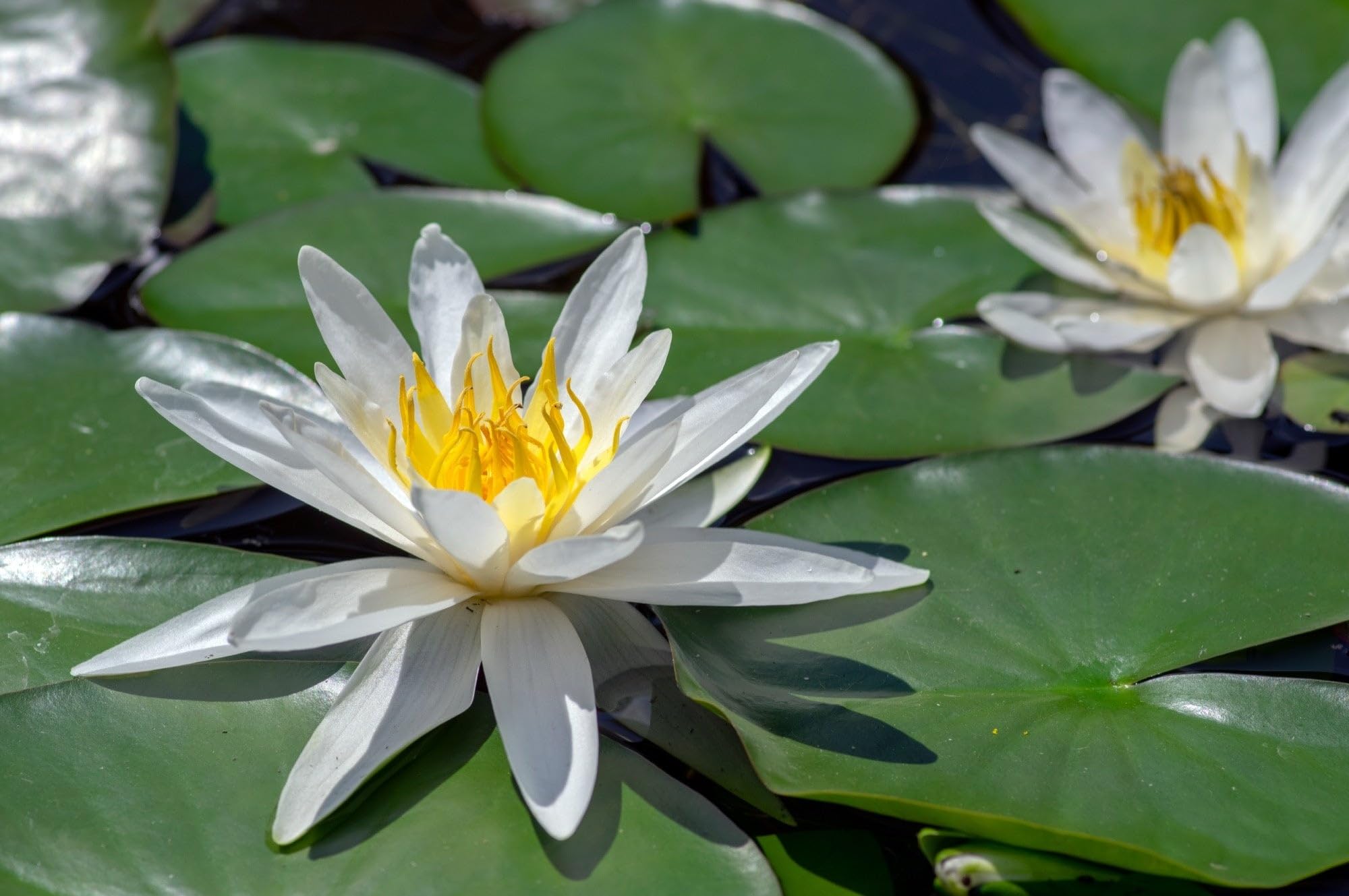 Lincolnshire Pond Plants Ltd - White Hermine Water Lily - Pond Plants - LW11-Loose Root